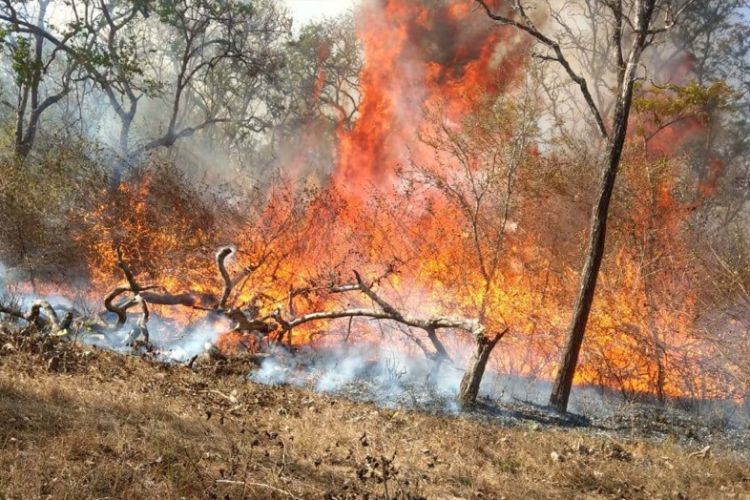उदयपुरका सामुदायिक वनहरुमा डढेलो, जोखिममा मानवबस्ति 