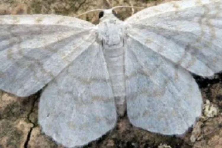 सेतो पुतलीबाट लाग्न सक्छ यस्तो भयानक रोग