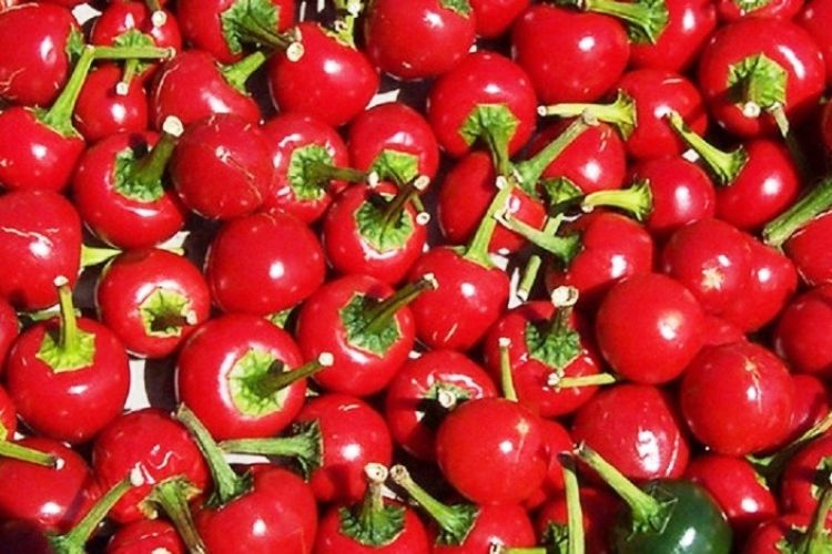 डल्ले खुर्सानी खानुका फाईदाहरु
