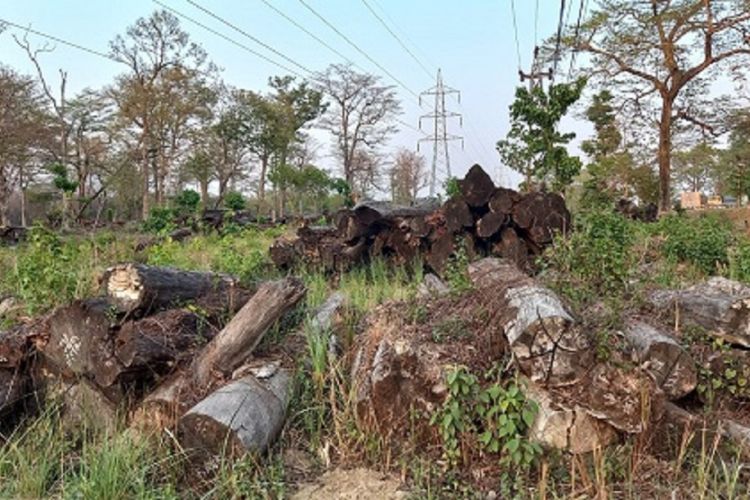 काठमाडौं–निजगढ फास्ट ट्रयाकका काठ ५ बर्षसम्म बिक्रि नभएपछि कुहिन थाले