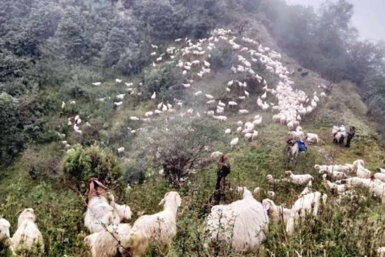 लेक चड्न थाले भेडी गोठ, अघि–अघि भेडाबाख्रा पछिपछि गोठाला
