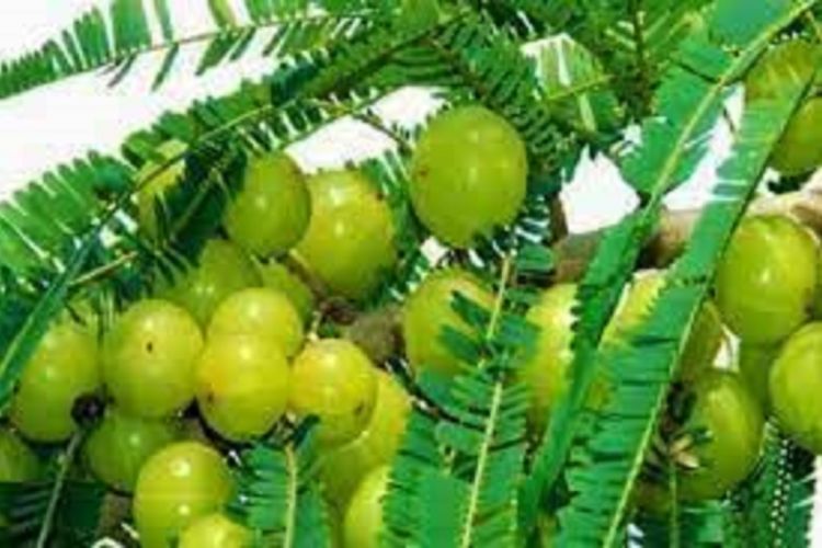 अमला सेवन गर्नुका अचुका फाईदाहरु