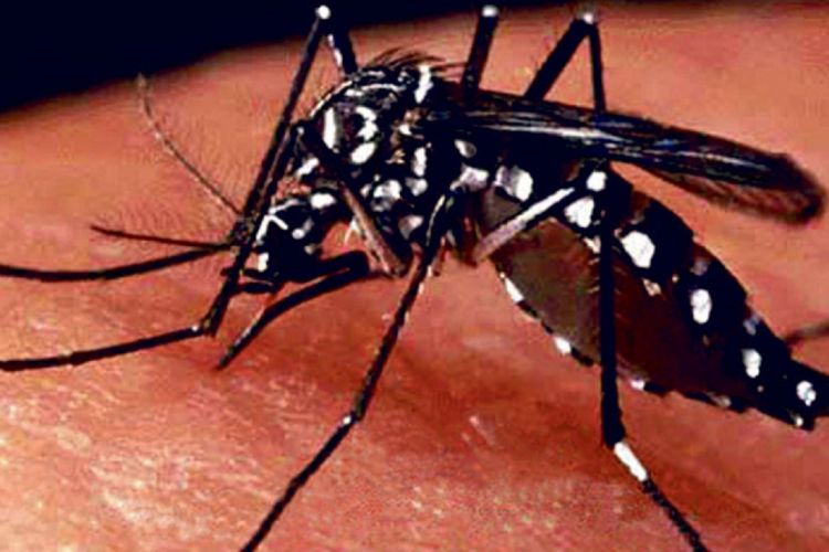 डेंगुबाट संक्रमितको संख्या ४ हजार २८९ पुग्यो, तीन जनाको मृत्यु