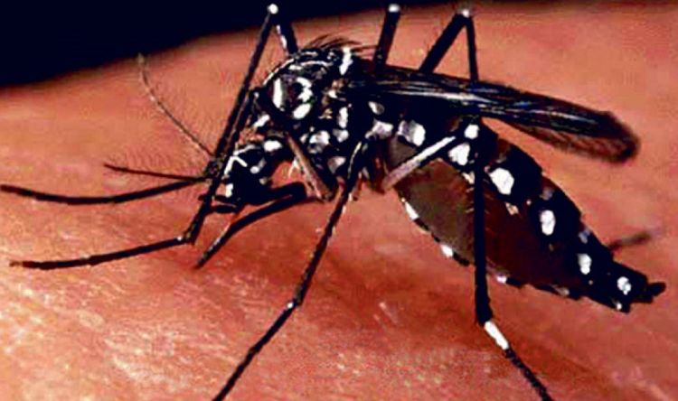 देशैभरी बढ्यो डेंगु संक्रमितको संख्या, सतर्कता अपनाउन मन्त्रालयको आग्रह