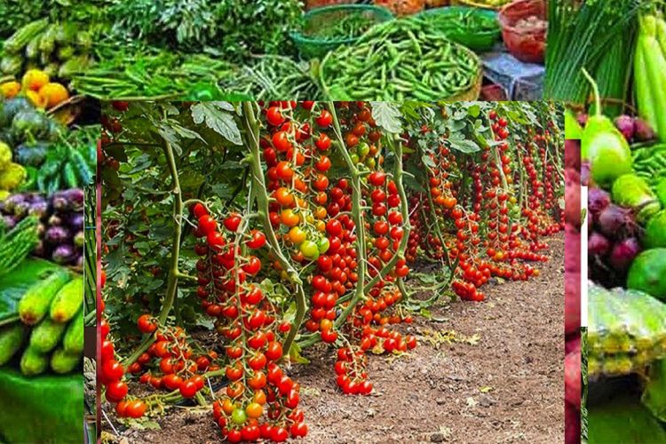 आजको तरकारी तथा फलफूलको मुल्य, घट्दै टमाटरको भाउ