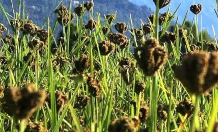 स्वास्थ्यका लागि कोदो खानुका फाईदाहरु