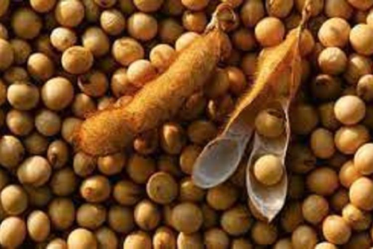 भट्मास खानुका अचुक फाईदाहरु