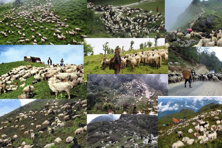 लेकमा जाडो सुरु भएपछि धमाधम बेसी झर्दे भेडीगोठ (फोटोफिचर ) 