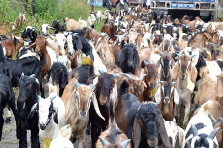 थापाथलीमा जिउँदो खसी प्रतिकेजी ६७०, च्याङग्रा १२ सय ६० रुपैयाँ