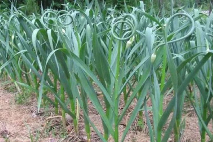 स्वास्थ्यका लागि हरियो लसुन खानुका अचुक फाईदाहरु
