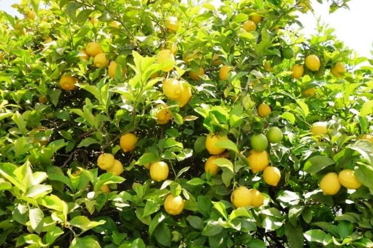 स्वास्थ्यका लागि कागती सेवन गर्नुका फाईदाहरु