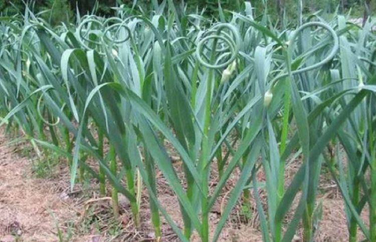 स्वास्थ्यका लागि हरियो लसुन खानुका अचुक फाईदाहरु