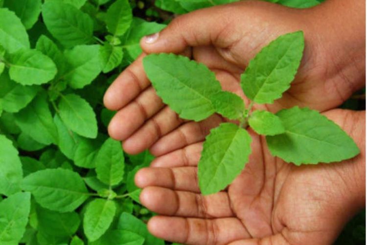 ब्लड प्रेसर लो का लागि निकै लाभदायक तुलसीको पात