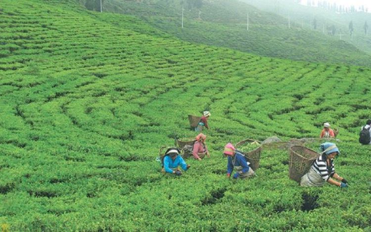 पछिल्लो तीन महिनामा डेढ अर्बभन्दा बढीको चिया निकासी