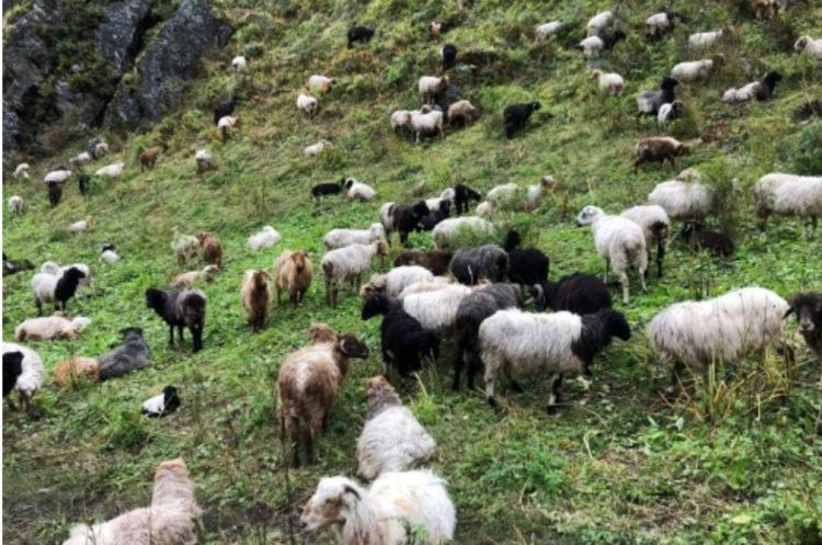  बिमा सँगै भेडाबाख्रा पालन बाट खुसि खोज्दै मुगुका किसान
