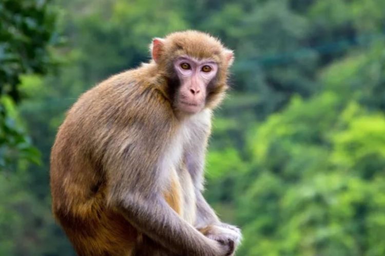 हङकङका बाँदरमा पहिलो पटक मानिसमा सर्ने दुर्लभ भाइरस फेला 