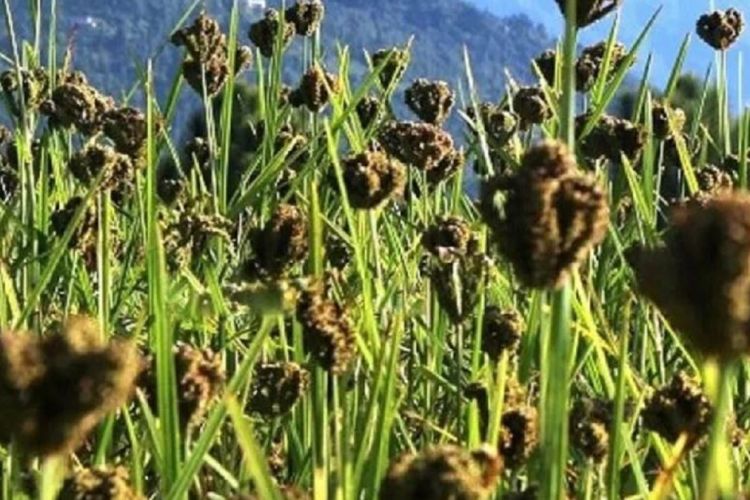 यस्ता छन्, स्वास्थ्यका लागि कोदो खानुका फाईदाहरु
