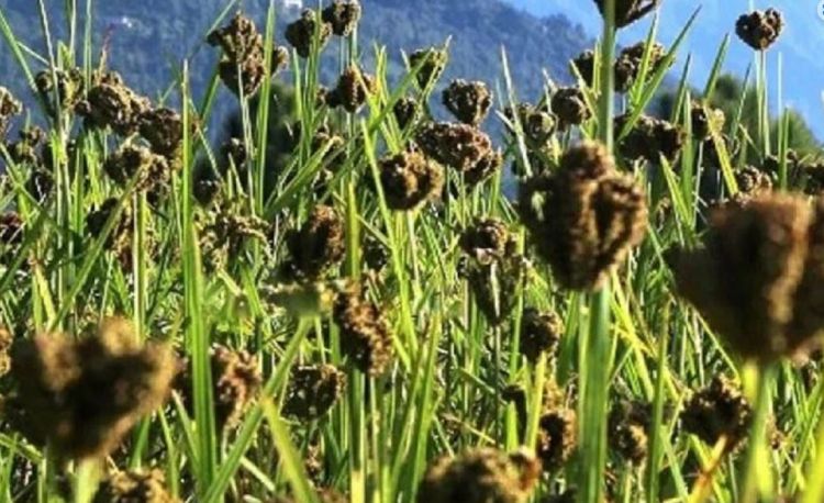 यस्ता छन्, स्वास्थ्यका लागि कोदो खानुका फाईदाहरु