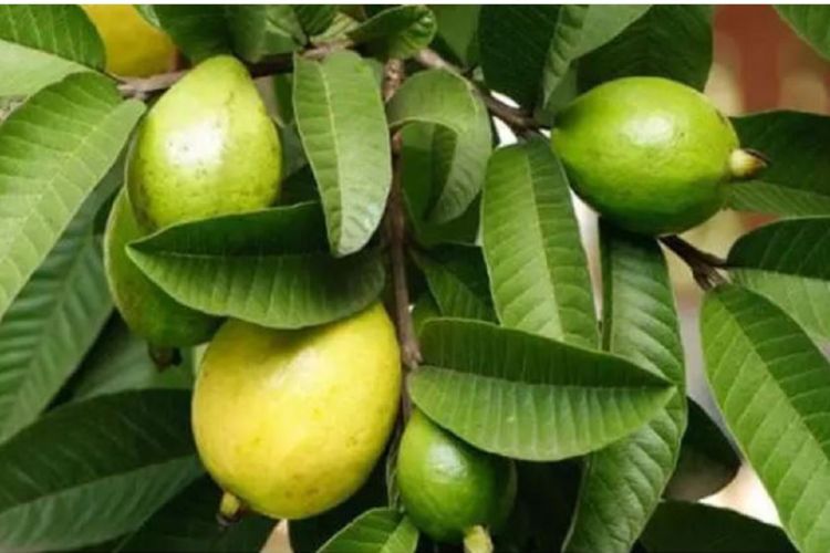मधुमेहदेखि बिभिन्न रोगका लागि लाभदायक अम्बाको पात
