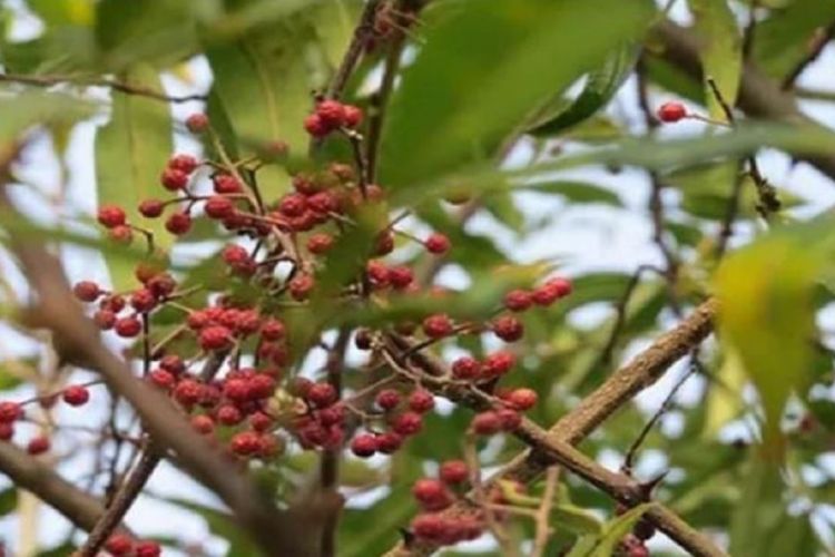 स्वास्थ्यका लागि टिमुर खानुका फाइदाहरु