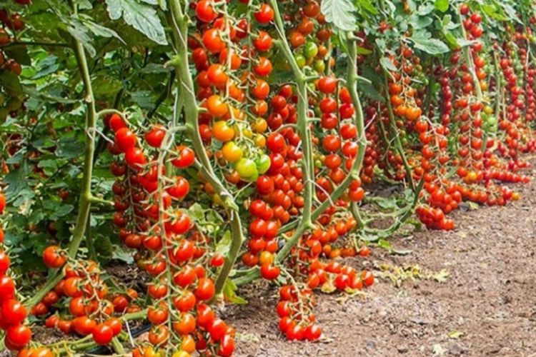 टमाटर धेरै नखानुहोस, समस्या हुन सक्छ !!!