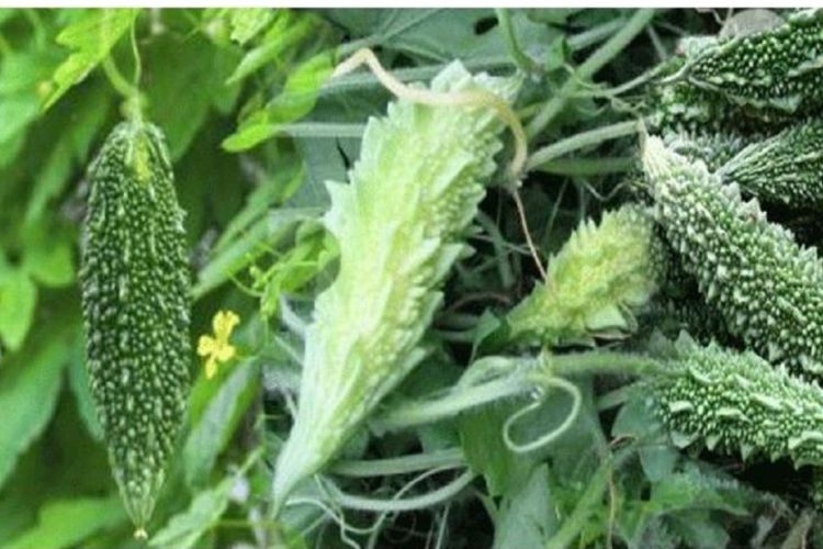 स्वास्थ्यका लागि तिते करेला खानुका अचुक फाईदाहरु