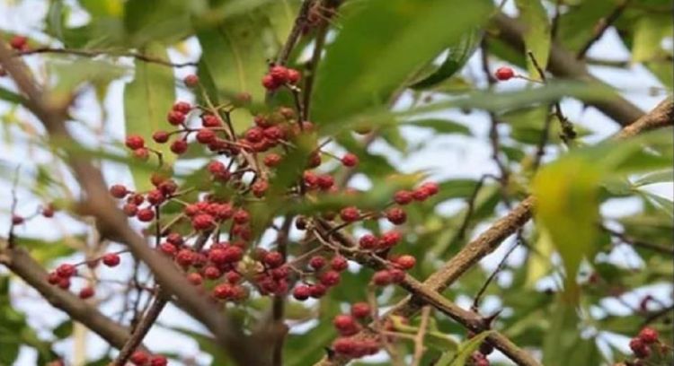 स्वास्थ्यका लागि टिमुर खानुका फाइदाहरु