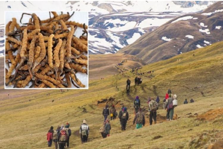 यार्सा टिप्न गएका ४ जनाको लेक लागेर मृत्यु