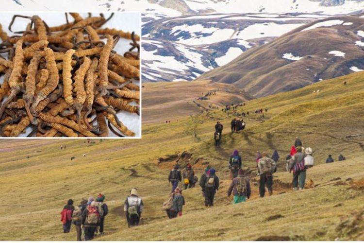 बहुमूल्य जडीबुटी यार्सागुम्बा सङ्कलन: राज्यकोषमा एक करोड २५ लाख राजस्व