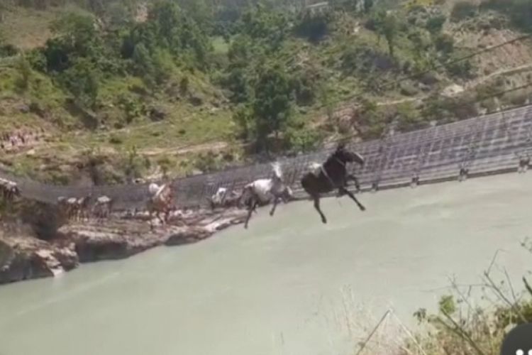 कर्णाली पुलमा फसेका १४ खच्चडमध्ये दुईवटा मरे