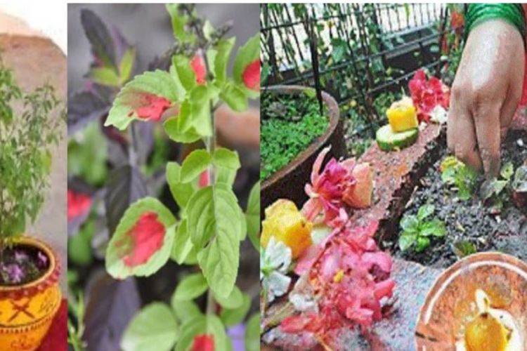 आज निर्जला एकादशीः घर–घरमा तुलसीको दल राखिँदै