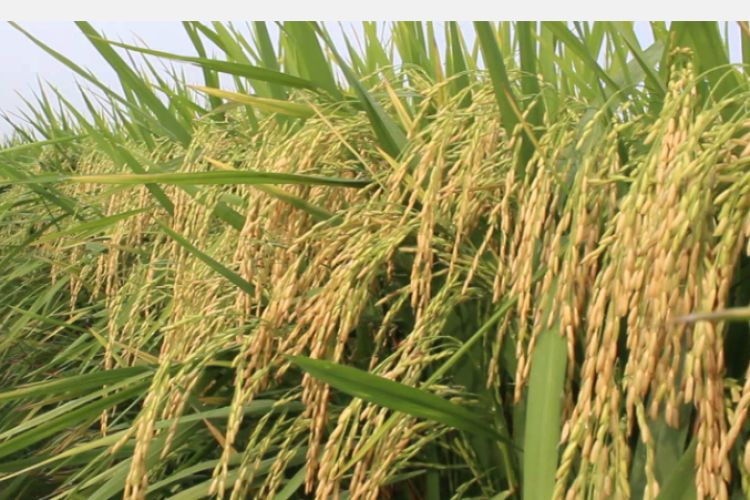  कृषि प्रधान देशमा १२ अर्ब ४३ करोड रुपैयाँ बराबरको धान आयात