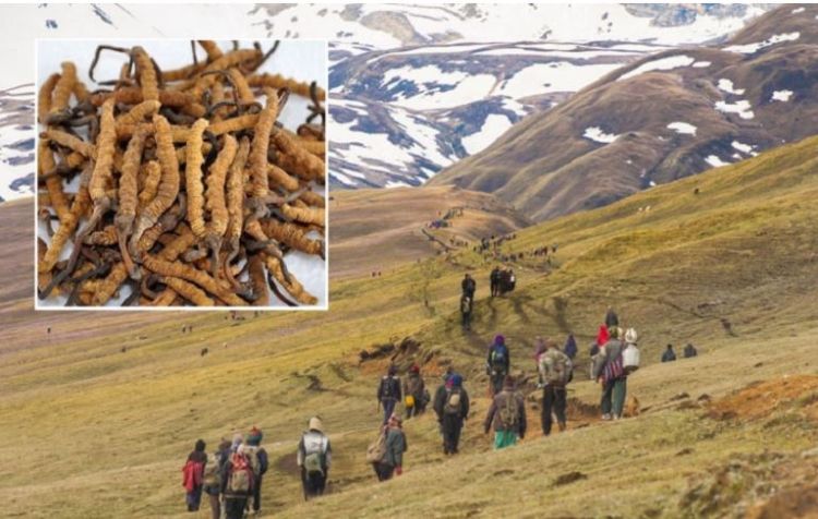 यार्सा टिप्न गएका ४ जनाको लेक लागेर मृत्यु