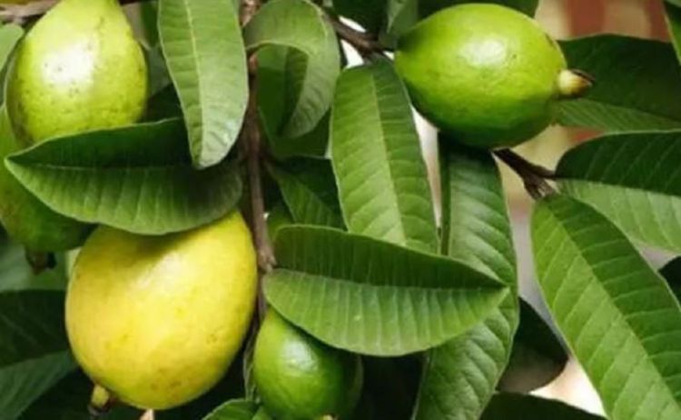 मधुमेहदेखि बिभिन्न रोगका लागि लाभदायक अम्बाको पात