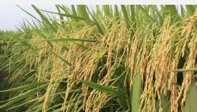  कृषि प्रधान देशमा १२ अर्ब ४३ करोड रुपैयाँ बराबरको धान आयात
