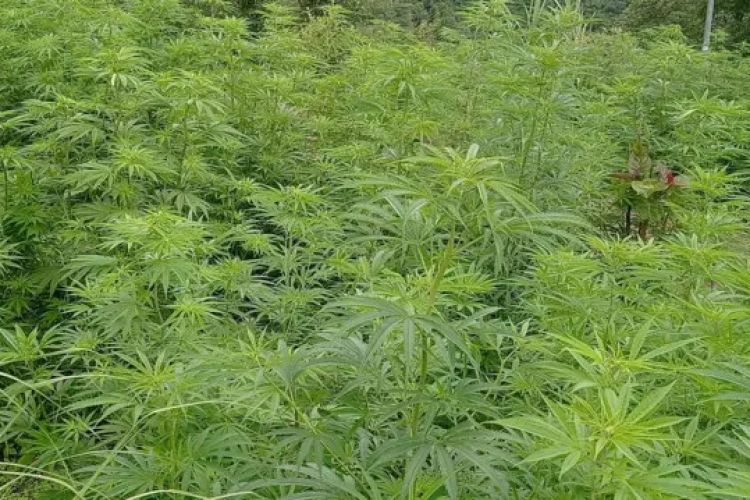 गाँजा वैधानिकताको माग गर्दै काठमाडौंमा प्रदर्शन