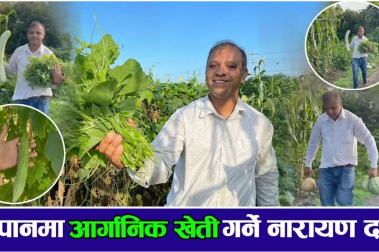 जापानमा अर्गानिक तरकारी खेती गर्ने नारायण दाई