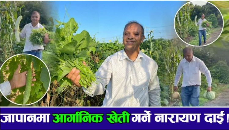 जापानमा अर्गानिक तरकारी खेती गर्ने नारायण दाई