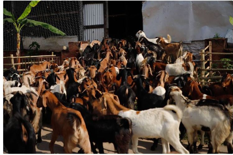  यसवर्षको दशैंमा सहुलियत पसल बढाउने, खसी बोका र च्यांङ्ग्रा घटाउने