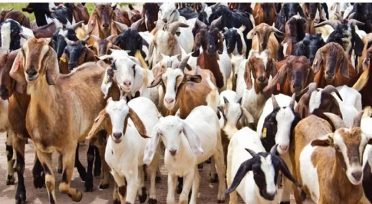 भोलिदेखि खसी बोका र च्याङ्ग्रा बिक्रि गर्दै खाद्य व्यवस्था तथा व्यापार कम्पनी