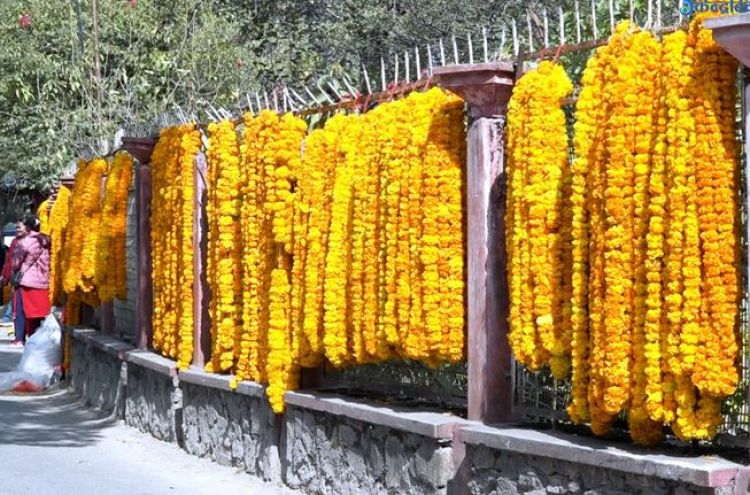 बाढीपहिरोका कारण स्वदेशी फूलले तिहारको माग नधान्ने, पुष्प व्यवसायको वार्षिक वृद्धिदर १५ प्रतिशत