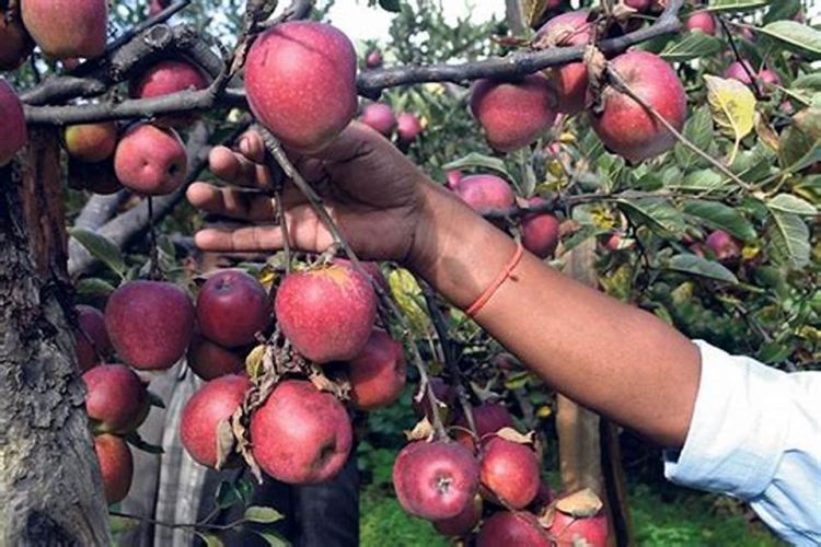  यो वर्ष जुम्लामा २० हजार पाँच सय ११ मेट्रिक टन स्याउ उत्पादन : कृषि विकास कार्यालय