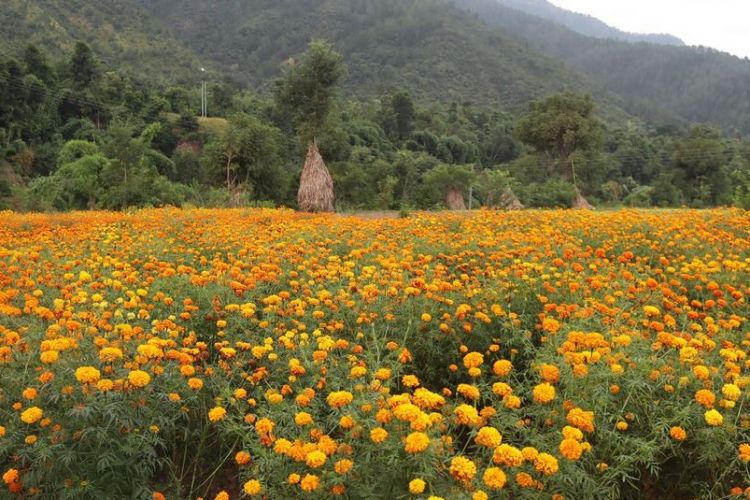 यस वर्षको दसैँ, तिहार र छठमा पाँच करोडको फूलको कारोबार 