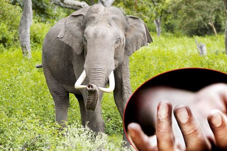  जंगली हात्तीको आक्रमणमा परी एक जनाको मृत्यु
