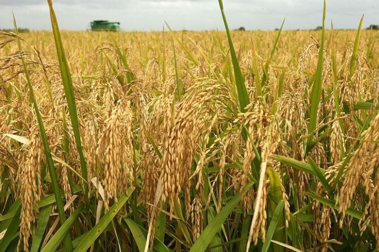 बाढीले क्षति पुर्‍याए पनि  यस वर्ष धान उत्पादनमा वृद्धि
