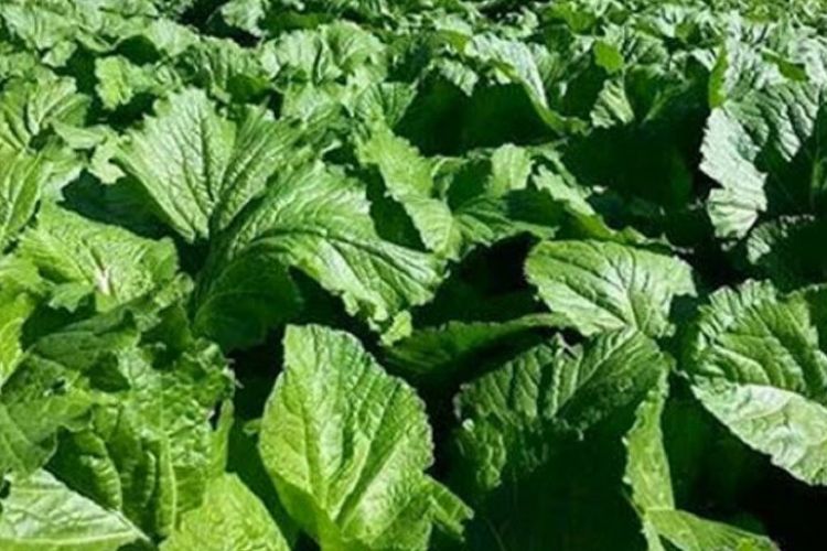 यस्ता छन्, स्वास्थ्यका लागि रायोको साग खानुका फाइदाहरु