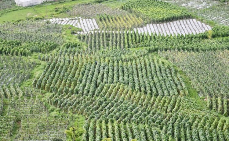 व्यवसायिक तरकारीखेतीबाट मनग्य आम्दानी 