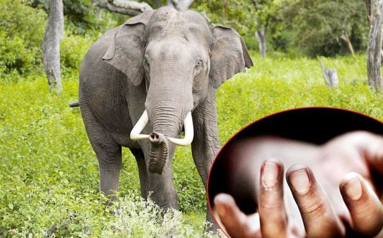 जंगली हात्तीको आक्रमणमा परी एक जनाको मृत्यु