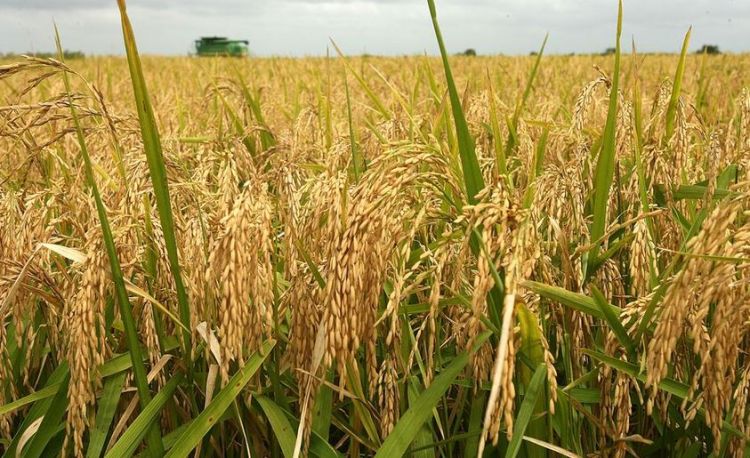 बाढीले क्षति पुर्‍याए पनि  यस वर्ष धान उत्पादनमा वृद्धि