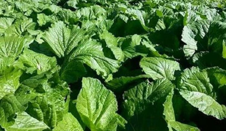 यस्ता छन्, स्वास्थ्यका लागि रायोको साग खानुका फाइदाहरु